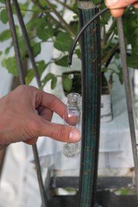 Afbeelding Meten is weten – LEMA tomaten