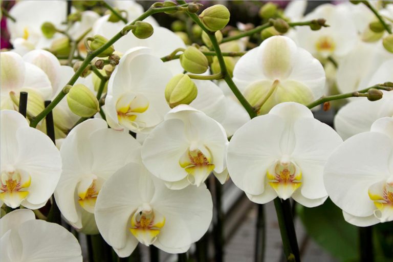 Afbeelding Spuitlicentiebijeenkomst Noordoostpolder