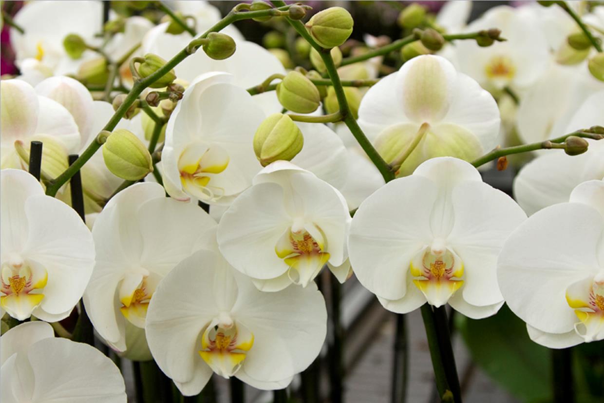 Afbeelding Spuitlicentiebijeenkomst Noordoostpolder