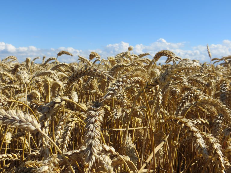 Afbeelding PPS Nederlandse Baktarwe van start