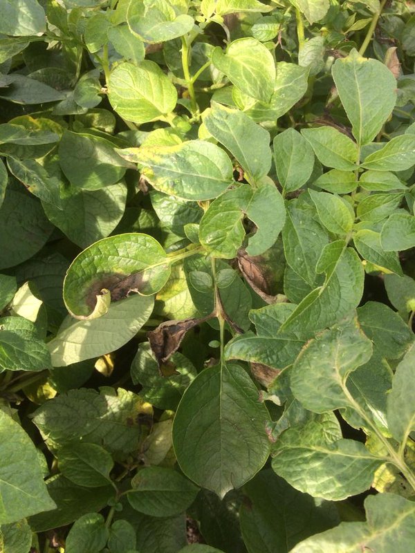 Afbeelding Phytophthora serieuze bedreiging