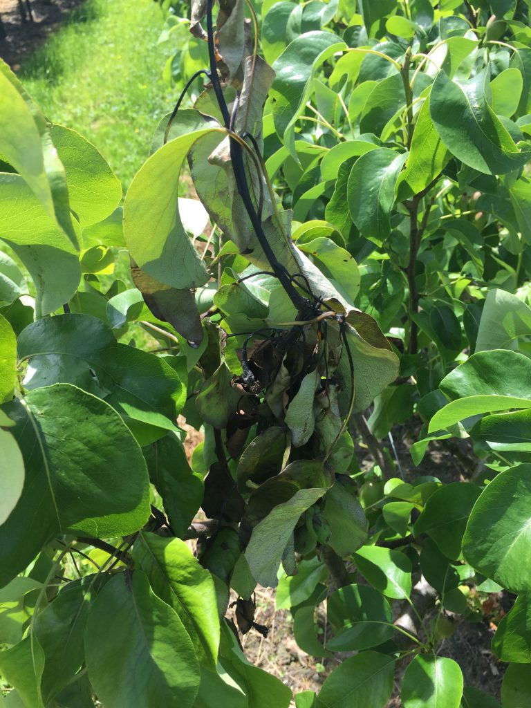 Afbeelding Bacterievuur