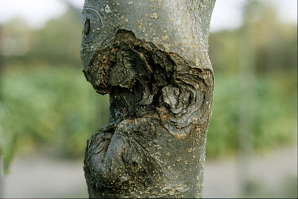 Afbeelding Na-oogst behandeling