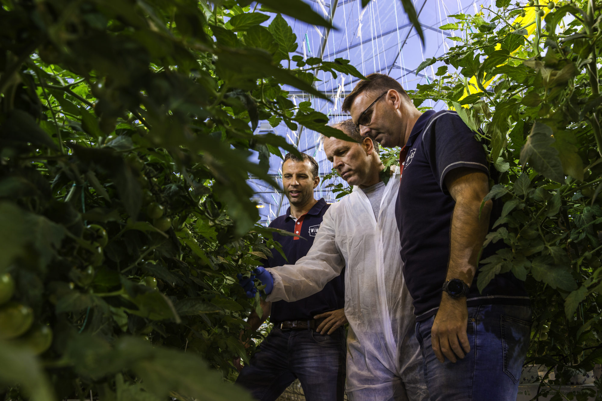 Afbeelding Tomatentelers hebben de handen vol aan Nesidiocoris