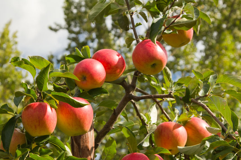 Afbeelding Toelating Syllit