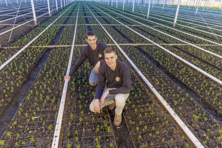 Afbeelding Een passie voor lelies