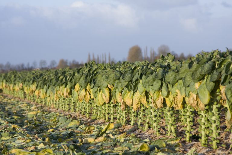 Afbeelding Bijeenkomst spruiten telen: vakmanschap en kennis