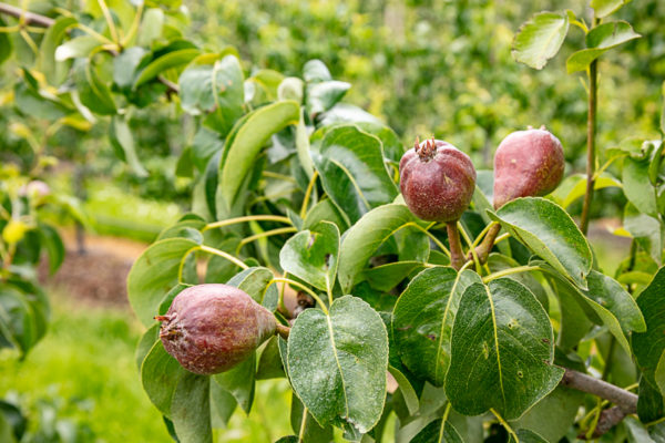 Afbeelding “Je moet af van het idee dat mensen meer moeten gaan eten. Het moet gaan om een betere kwaliteit!”