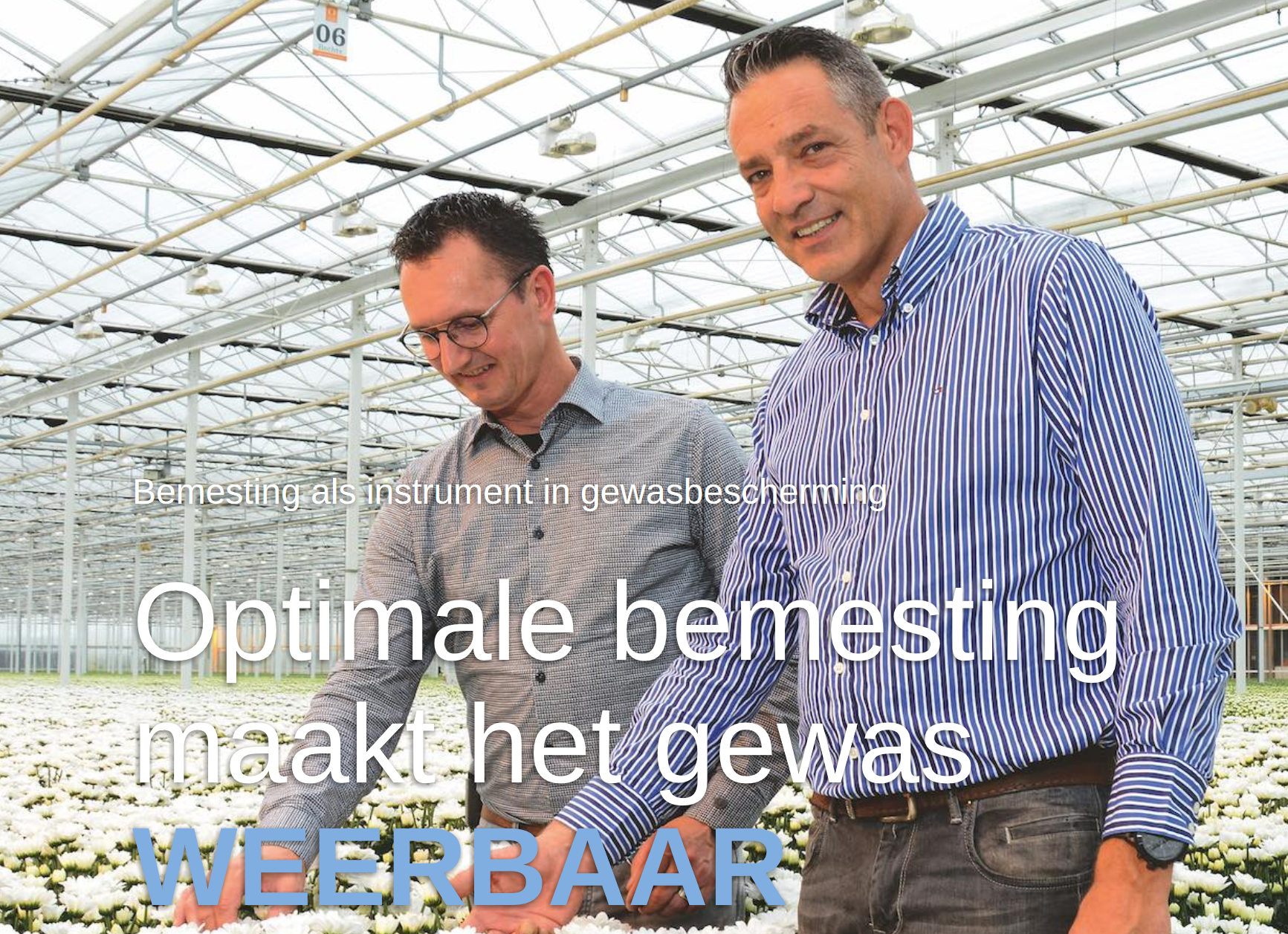 Afbeelding Optimale bemesting maakt het gewas weerbaar