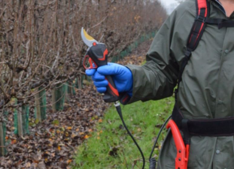 Afbeelding Onderhoudsbeurt snoeischaren