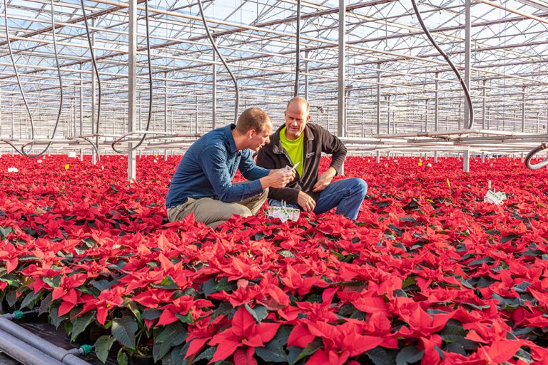 Afbeelding Gewasbescherming poinsettia’s