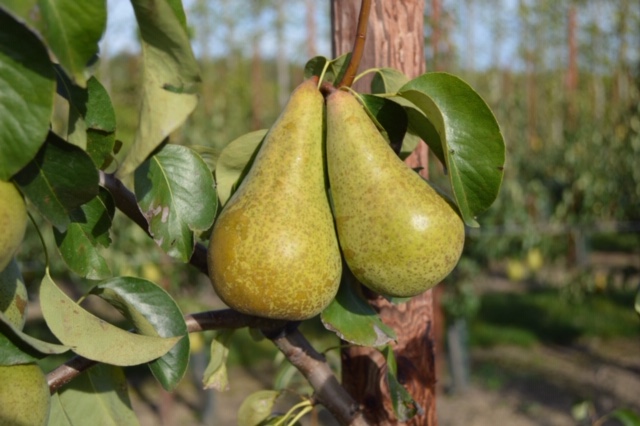 Afbeelding Vastspuiten