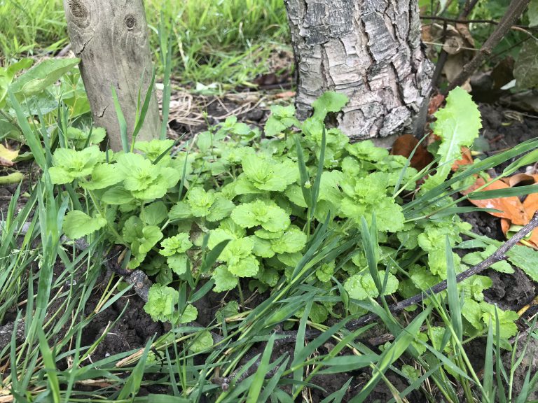 Afbeelding Wijziging toelating Matos Extra