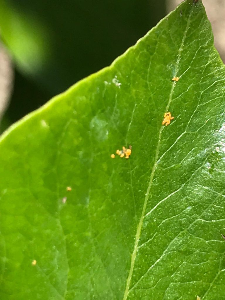 Afbeelding Perenbladvlo