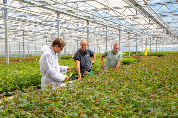 Afbeelding Voor de kwalitatief beste rozen van de wereld zorg je samen