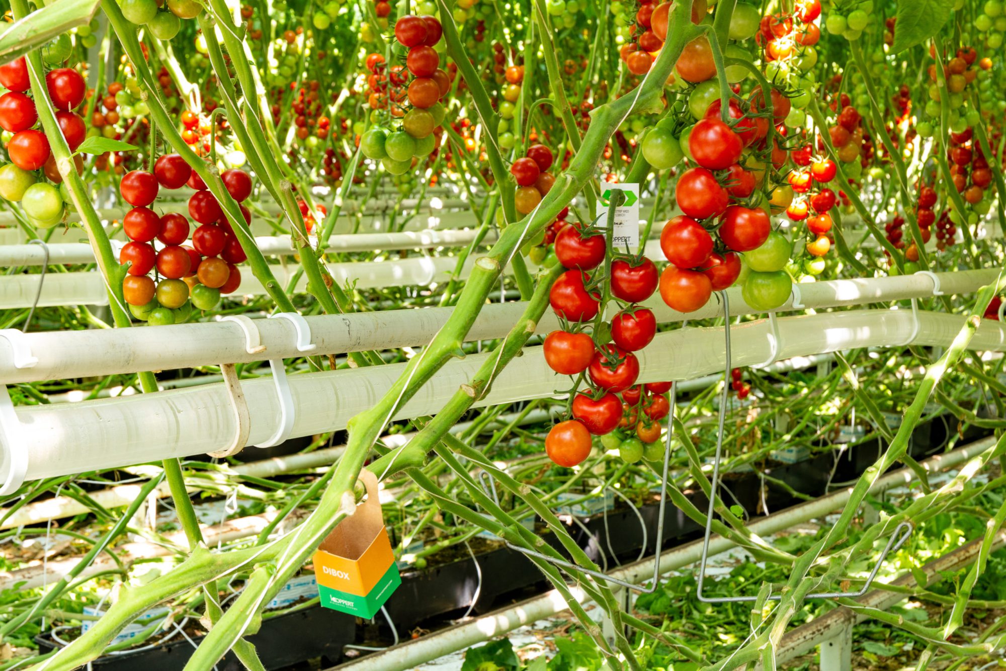 Afbeelding Tomatendag
