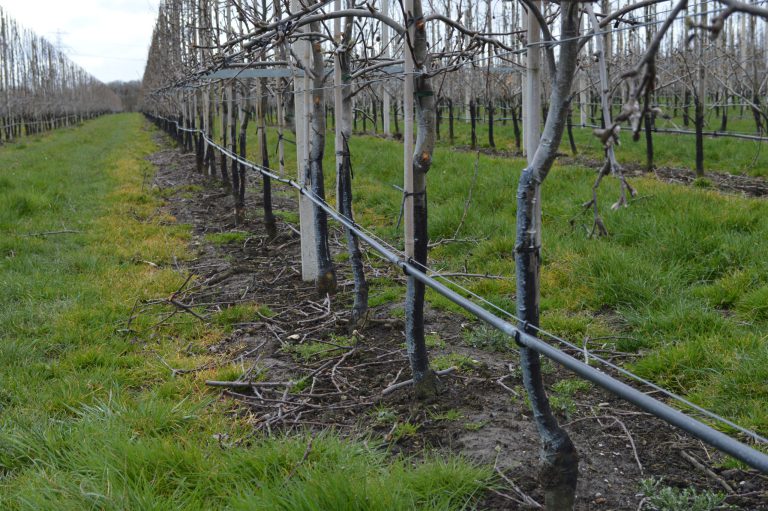 Afbeelding Bemesting appel en peer