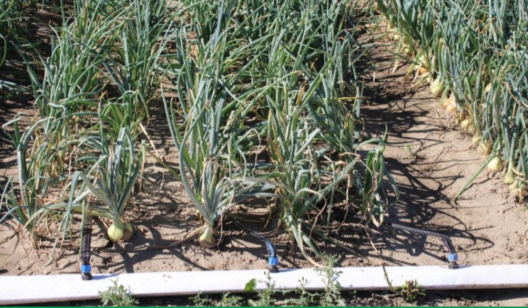 Afbeelding Akkerbouwers zien voordelen van fertigatie