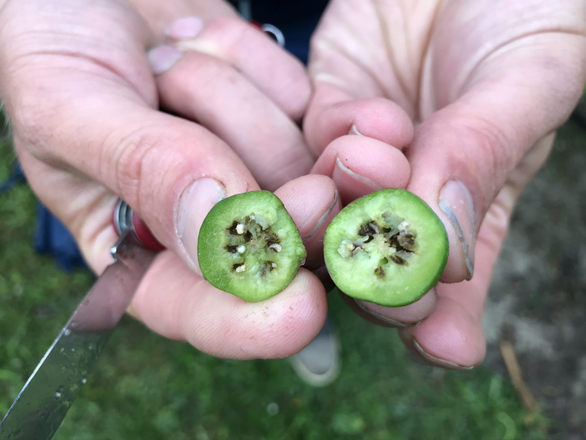 Afbeelding Perengalmug