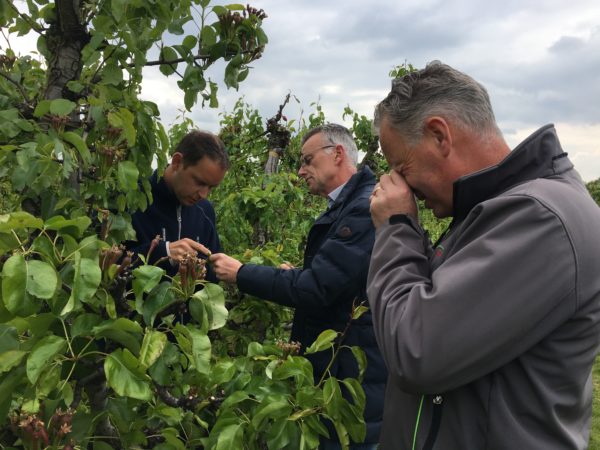 Afbeelding Partners in fruit