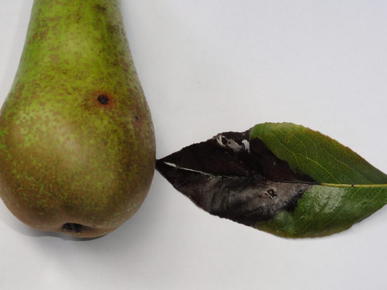 Afbeelding Zwartvruchtrot en schurft bij peer