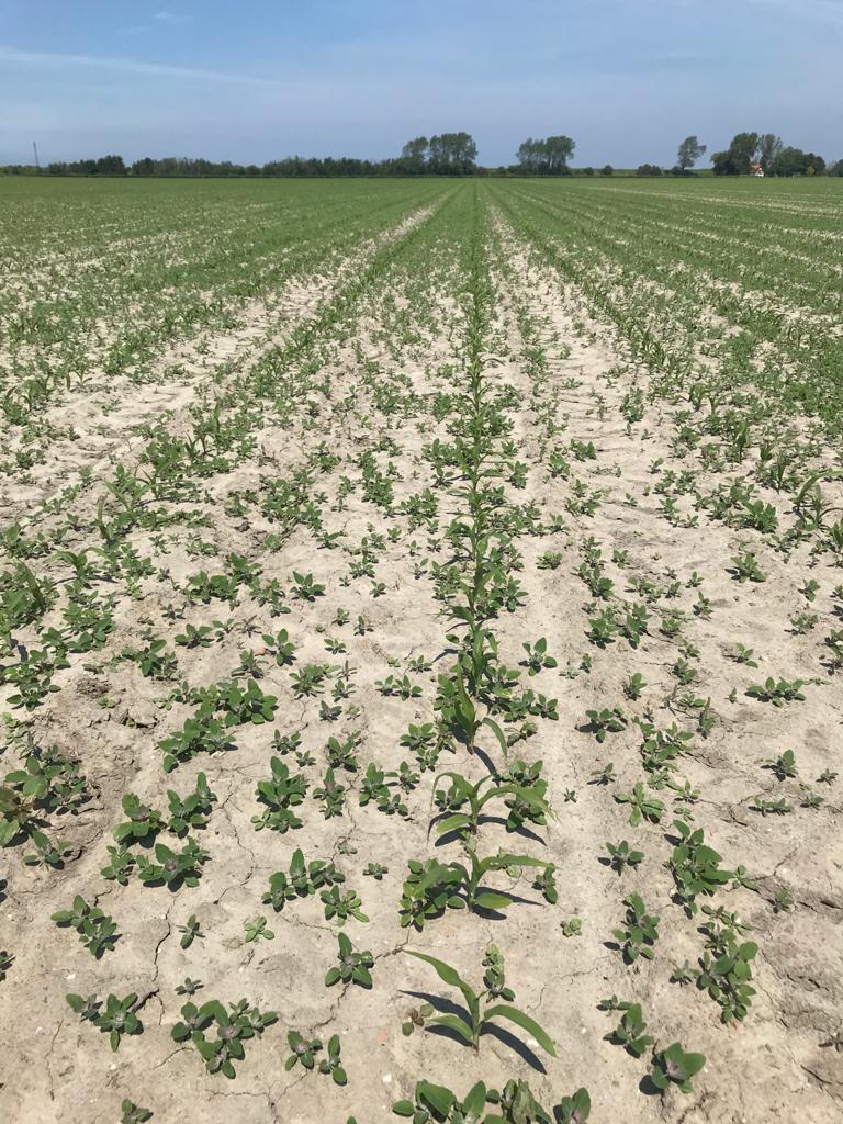 Afbeelding Mais – onkruidbestrijding