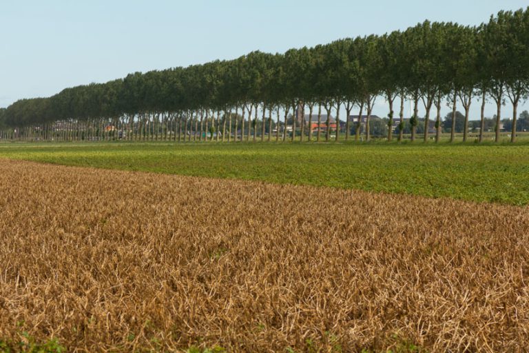 Afbeelding Loofdoding consumptieaardappelen