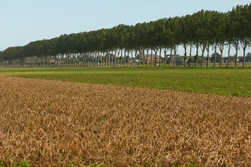 Afbeelding Loofdoding consumptieaardappelen