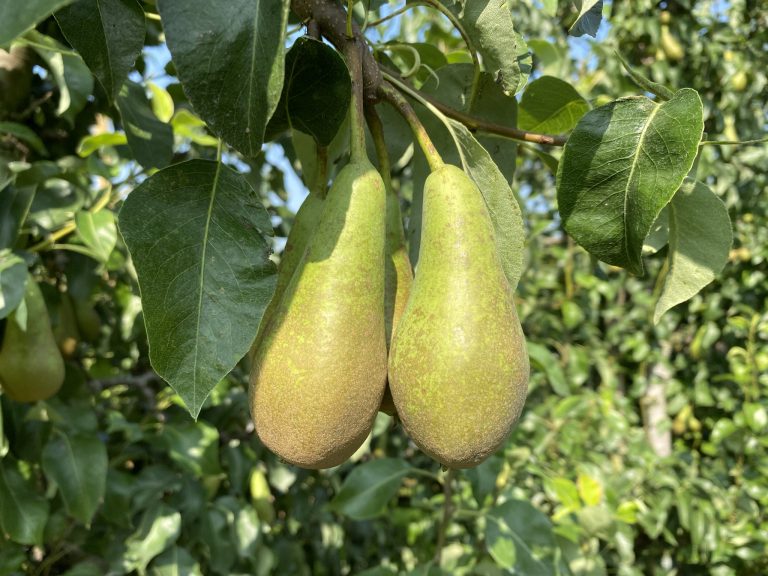 Afbeelding Bladbemesting