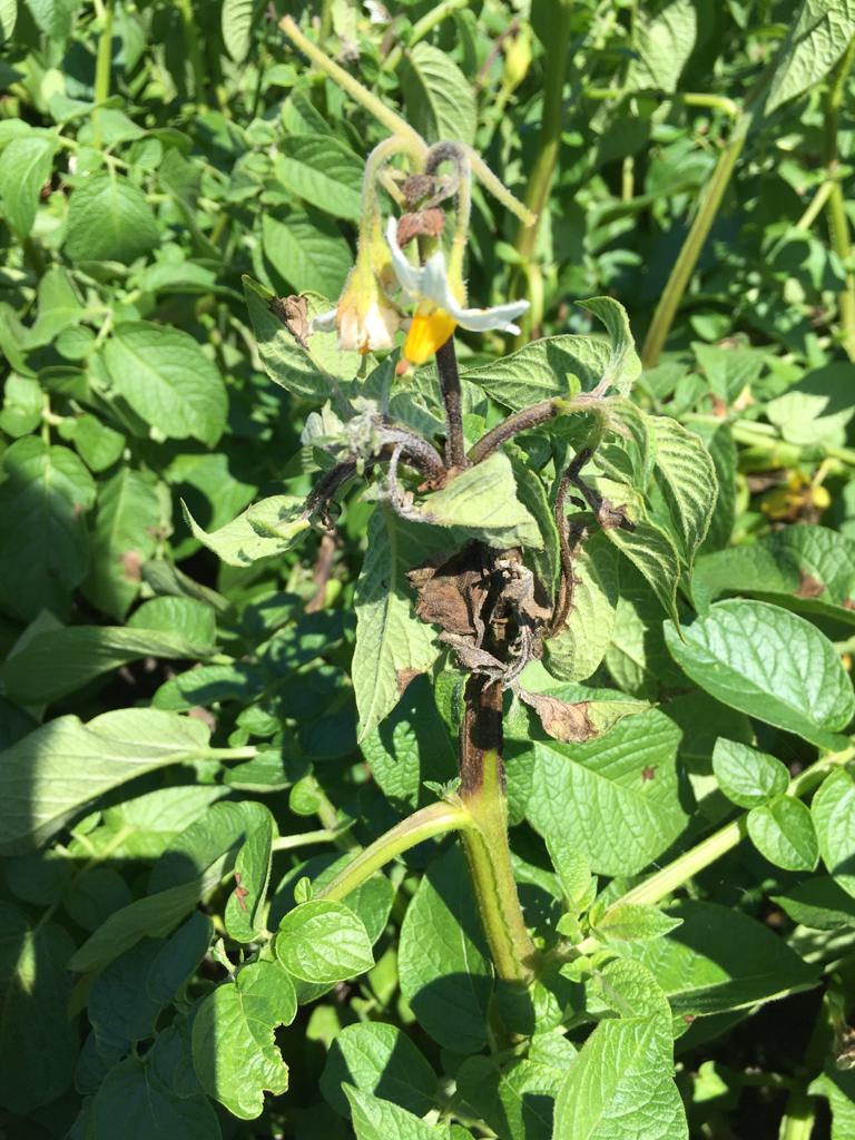 Afbeelding Phytophthora houdt aardappeltelers in de greep