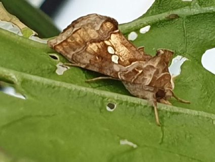 Afbeelding Intensieve monitoring Turkse mot