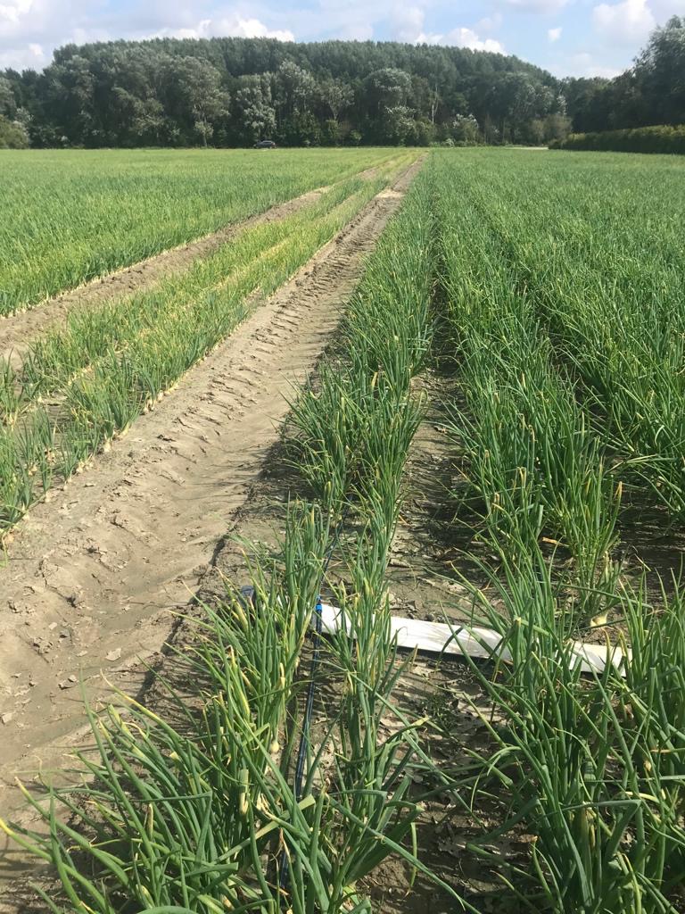 Afbeelding Droogte en goede prijzen enorme impuls voor druppelirrigatie