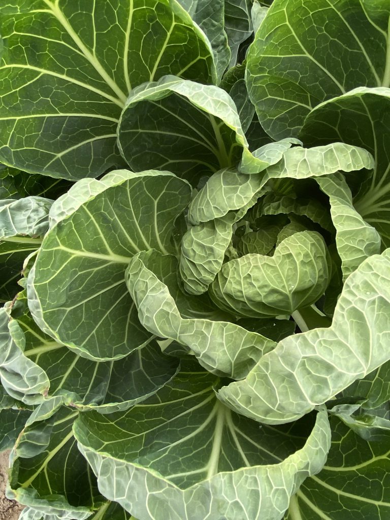 Afbeelding Spruitkool insecten