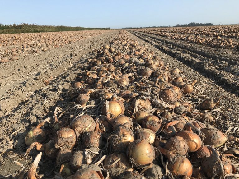 Afbeelding Topbodem fertigatie veldexcursie | 05-09-2024