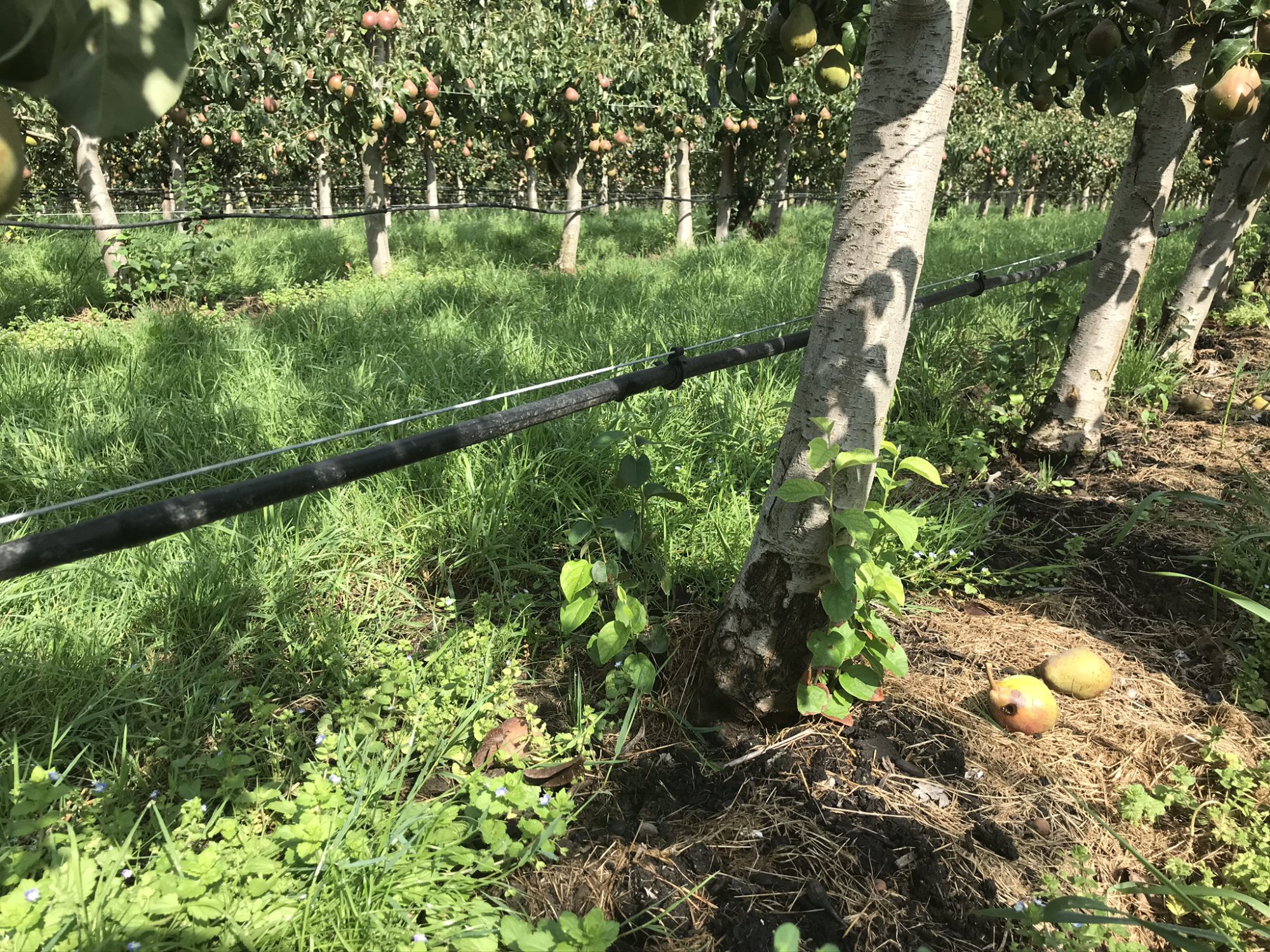 Afbeelding Reinigen fertigatieleiding