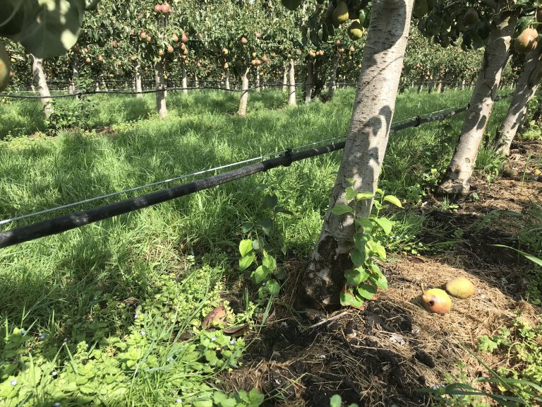 Afbeelding Reinigen fertigatieleiding