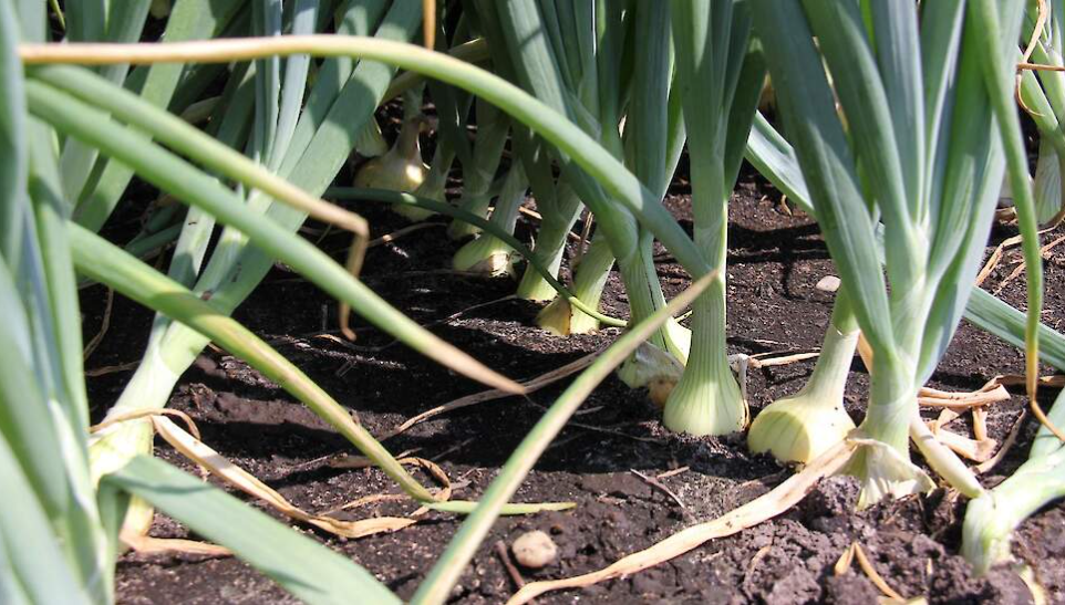 Afbeelding Water wordt steeds belangrijker