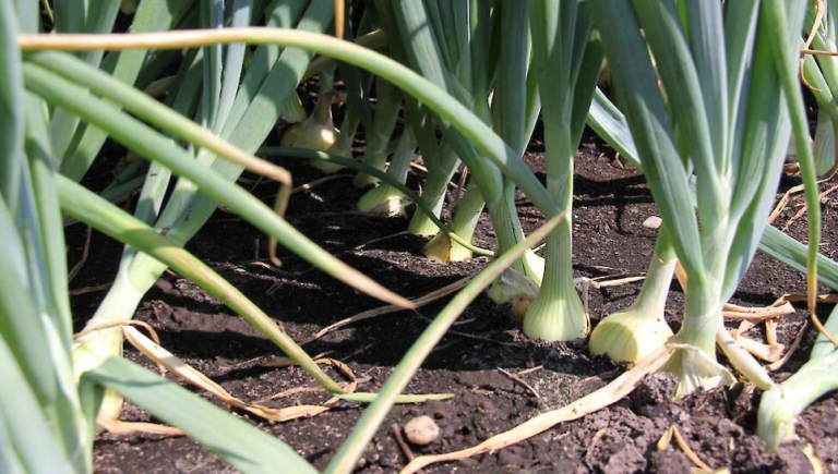 Afbeelding Van Iperen overtuigd van rendement fertigatie in uien