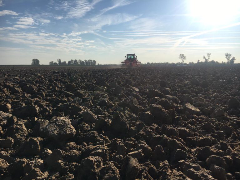 Afbeelding Zomergraan