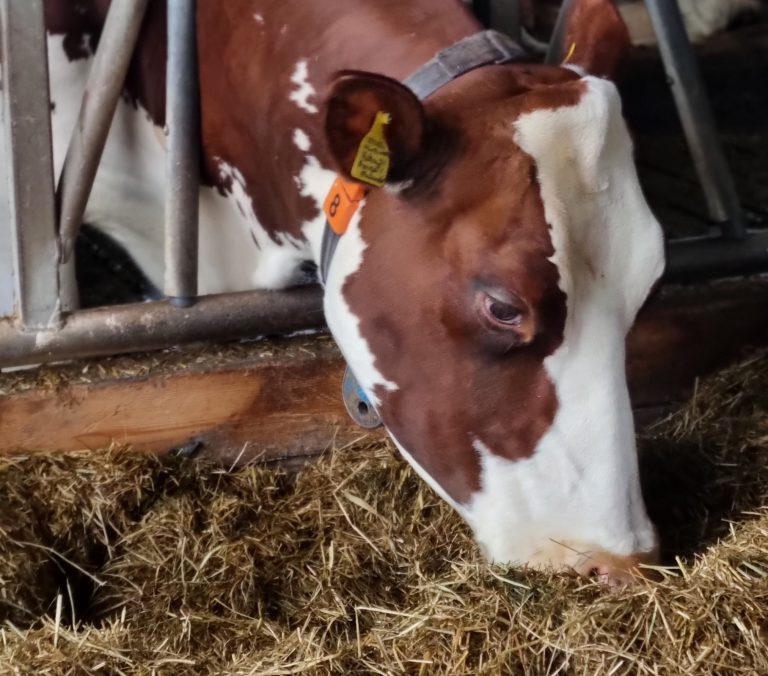 Afbeelding Optimale voeding voor de productieperiode van het grasseizoen