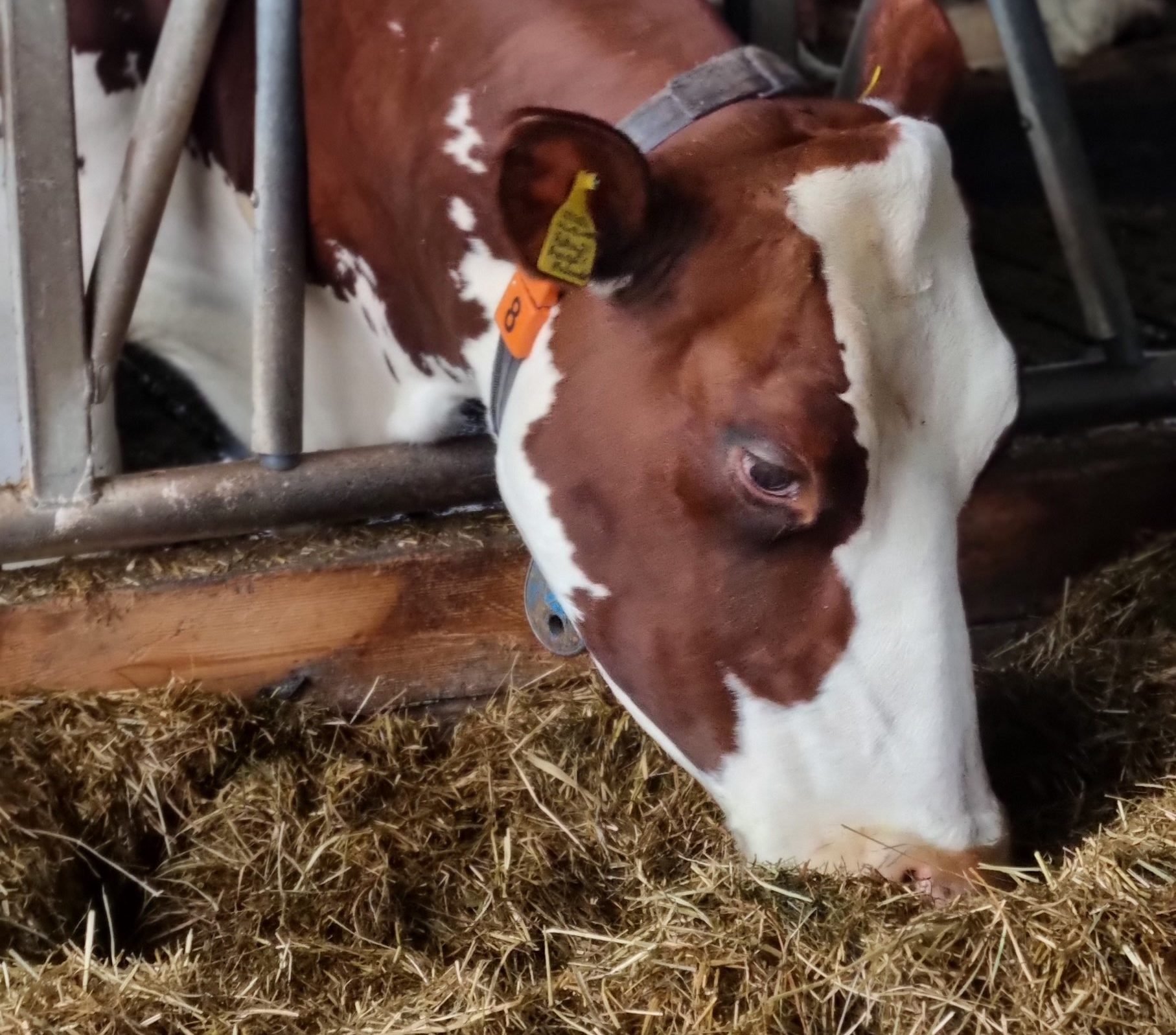 Afbeelding Selenium en kobalt-gehaltes verhogen met Powerbasic Manaro