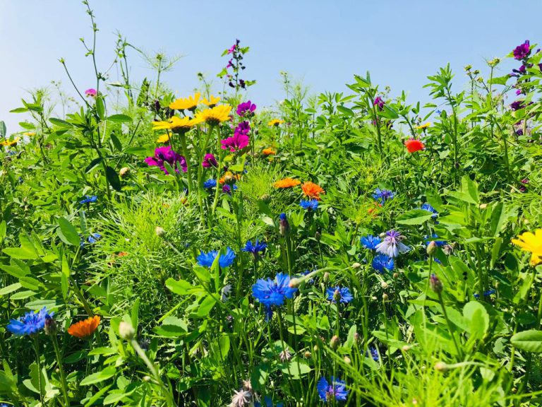 Afbeelding Groenvoorziening