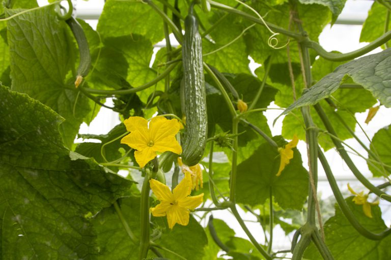 Afbeelding Komkommerdag | 4-12-2024