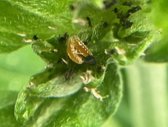 Afbeelding Proefresultaat bladluizen in potchrysant