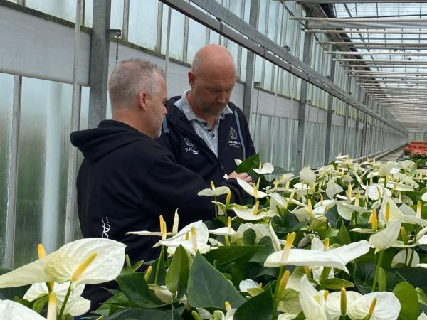 Afbeelding Biologische tripsaanpak in Tinte