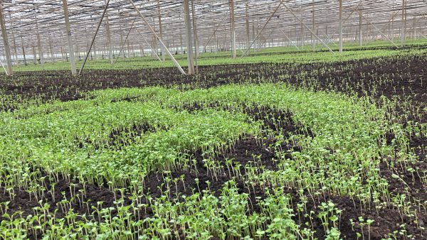 Afbeelding Kiepflower pioniert met groenbemester onder glas