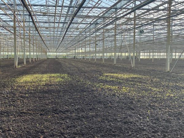 Afbeelding Kiepflower pioniert met groenbemester onder glas