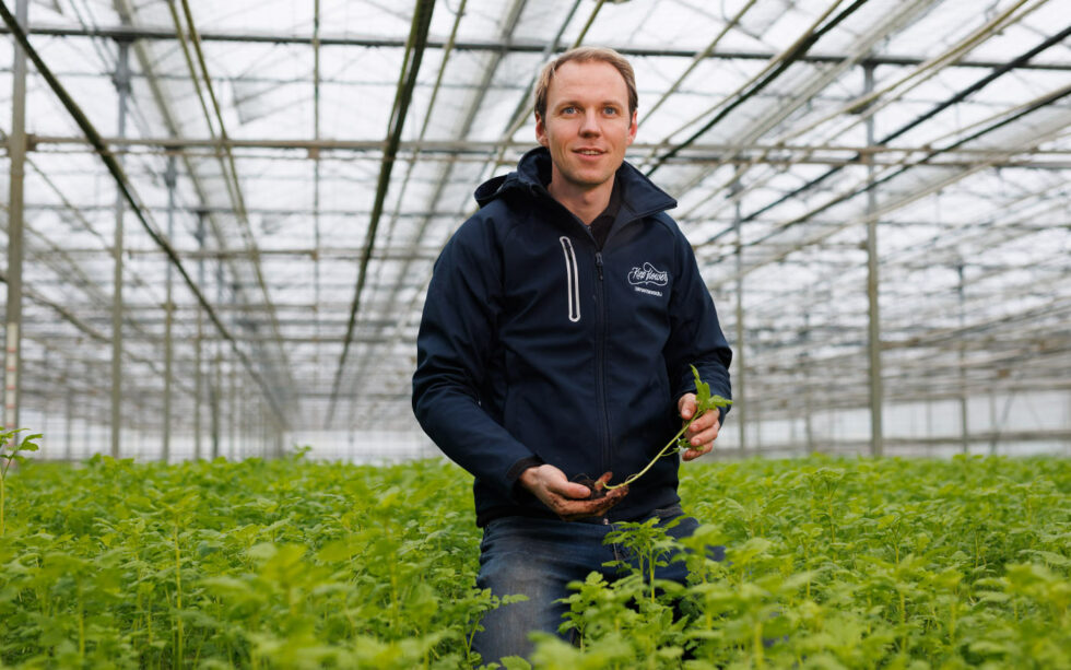 Afbeelding Groenbemesters in de kas