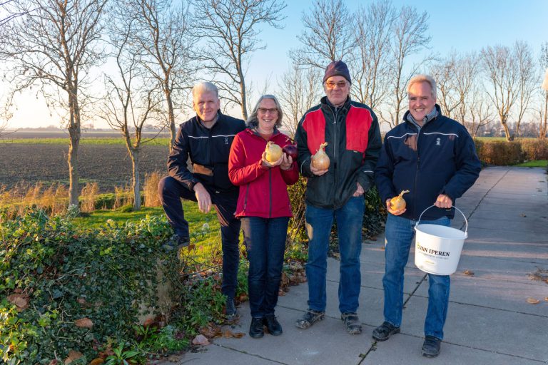 Afbeelding Uien zo groot als suikerbieten!