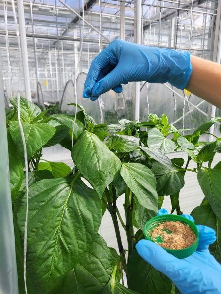 Afbeelding Terugblik Gewasbeschermingsdag Groenteteelt & update proef